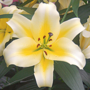 Lelija (gigantinė) 'Conca d'Or', 3 vnt.