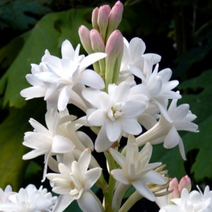Tuberoza 'The Pearl', 1 vnt.