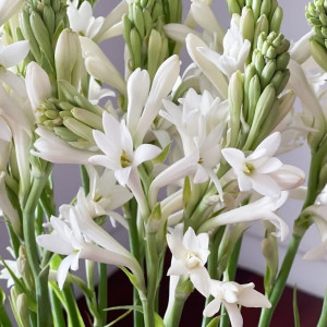 Tuberoza 'The Pearl', 3 vnt.