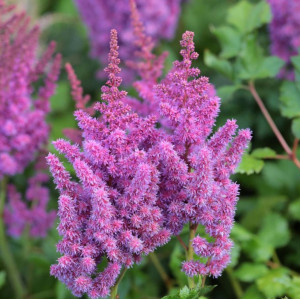 Astilbė kininė  '‘Purple Glory', šaknis, 1 vnt.
