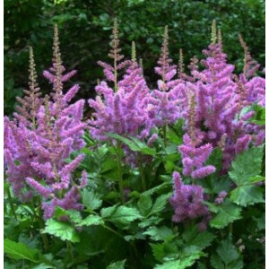 Astilbė kininė  '‘Purple Glory', šaknis, 3 vnt.