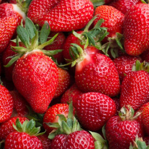 Clery (ankstyvo derėjimo) A+ FRIGO braškių daigai 13vnt.