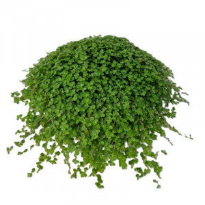 Gulsčioji soleirolija, elkinė Ø13cm