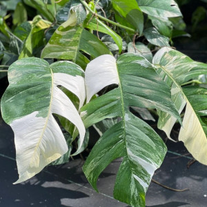 Sukilis (skindapas) ‘Albo Variegated’ 125cm