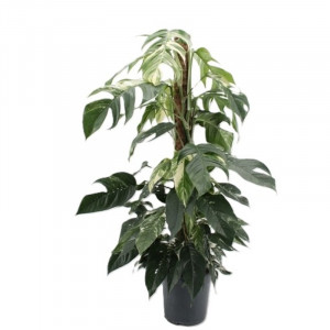 Sukilis (skindapas) ‘Albo Variegated’ 125cm