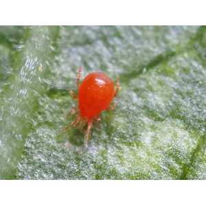 Phytoseiulus System 10.000 nuo voratinklinės erkės 