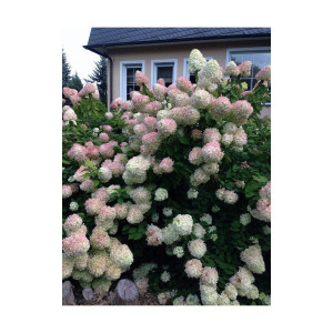 Šluotelinė hortenzija Grandiflora