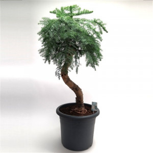 Araukarija cunninghamii bonsai, 105cm