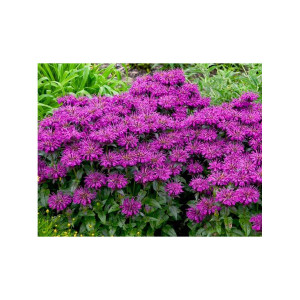 MONARDA Sugar Buzz™ Grape Gumball