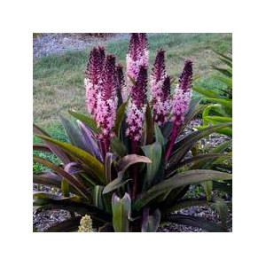 Eucomis ‘Purple Reign’