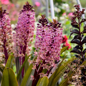 Eucomis ‘Purple Reign’