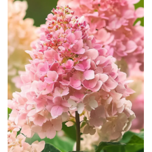 Šluotelinė hortenzija Pink Lady