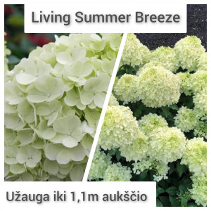 Šluoteline Hortenzija Living Summer breeze