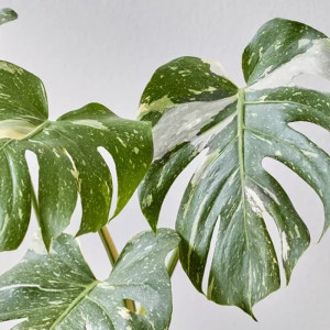 Monstera nuostabioji variegata, 80cm