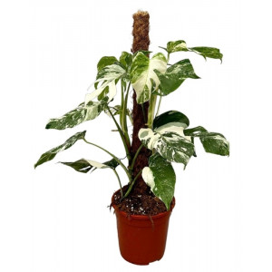 Monstera nuostabioji variegata, 80cm