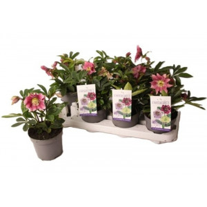 Eleboras kaukazinis 'Double dark pink'