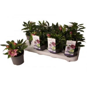 Eleboras kaukazinis 'Double dark pink'