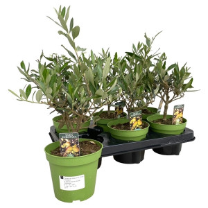 Alyvmedis europinis H35cm