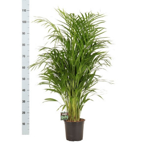 Gelsvasis dipsis 110 cm