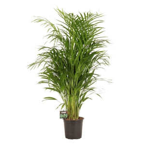 Gelsvasis dipsis 110 cm