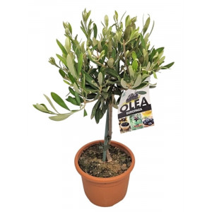 Alyvmedis europinis H55cm