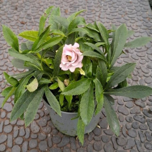 Eleboras kaukazinis 'Double light pink'