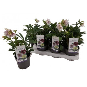 Eleboras kaukazinis 'Double light pink'