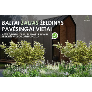 Baltai žalio gėlyno dizainas pavėsingai vietai ir 45 min. (video) konsultacija