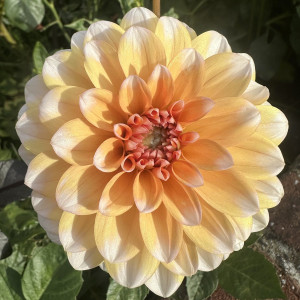 Jurginas 'Orange Perception’™' , šaknis, 1 vnt.