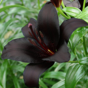 Lelija 'Nightrider’, 3 vnt.