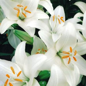 Lelija candidum (Juozapinė lelija), 3 vnt.
