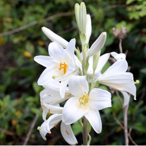 Lelija candidum (Juozapinė lelija), 3 vnt.