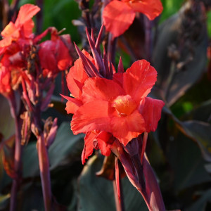 Kana 'Cleopatra' Red šaknis, 1 vnt.