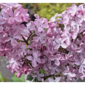 Alyva  ( lot.Syringa vulgaris)  Hortensia