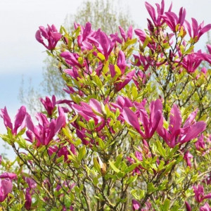 Magnolija lelijažiedė 'Susan'