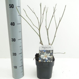 Magnolija žvaigždinė