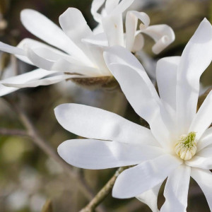 Magnolija žvaigždinė