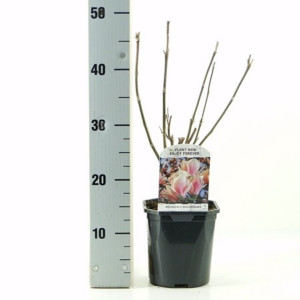 Magnolija sulanžo