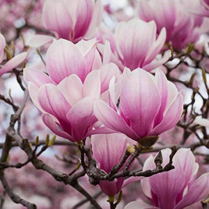 Magnolija sulanžo