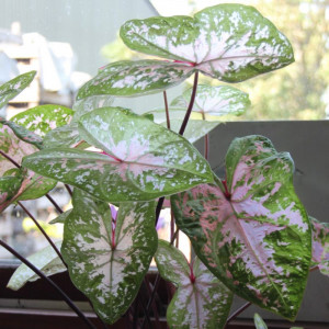 Kaladis  'Seafoam Pink' ®,  šaknis, 1vnt.