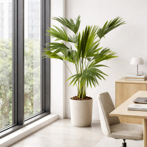 Apskritalapė palmė 140cm