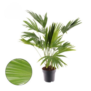 Apskritalapė palmė 150cm