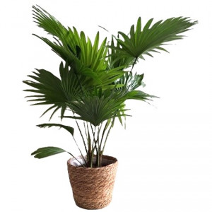 Apskritalapė palmė livistona H70cm, pintame vazone