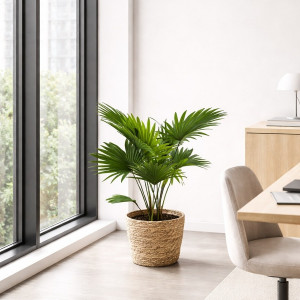 Apskritalapė palmė 70cm pintame vazone