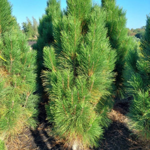 Pušis juodoji ‘Pyramidalis’