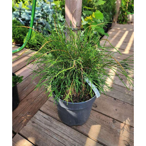 Tuja vakarinė ‘Filiformis’