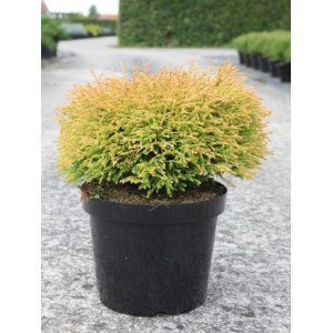 Tuja vakarinė ‘Golden Tuffet’