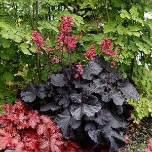 Alūnė ‘Black Forest Cake’