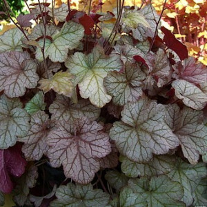 Alūnė ‘Pinot Gris’