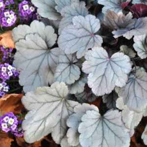 Alūnė 'Silver Gumdrop'